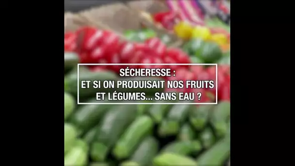 Sécheresse : Et si on produisait nos fruits et légumes... Sans eau ?