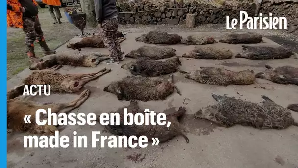 Tuer une laie pleine « ça s’arrose », One Voice dénonce la cruauté de la chasse en enclos