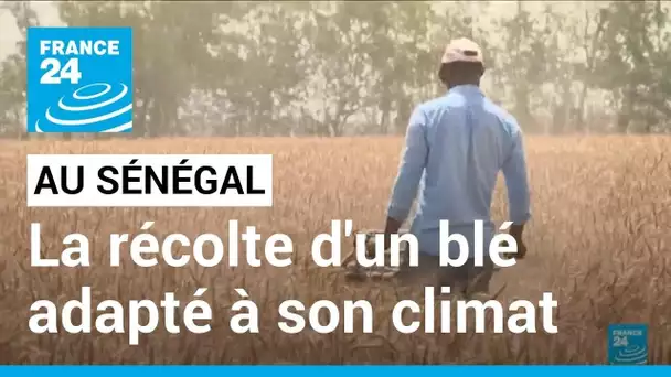 Sénégal : un blé adapté à son climat, des chercheurs sénégalais récoltent un blé expérimental