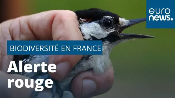 Biodiversité en France : "Il y a le feu !"