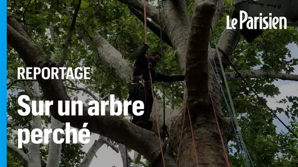 Au pied de la tour Eiffel, deux activistes grimpent sur un platane centenaire pour le protéger