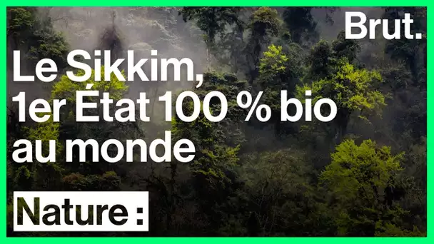 Inde : le Sikkim est le 1er État 100 % bio au monde