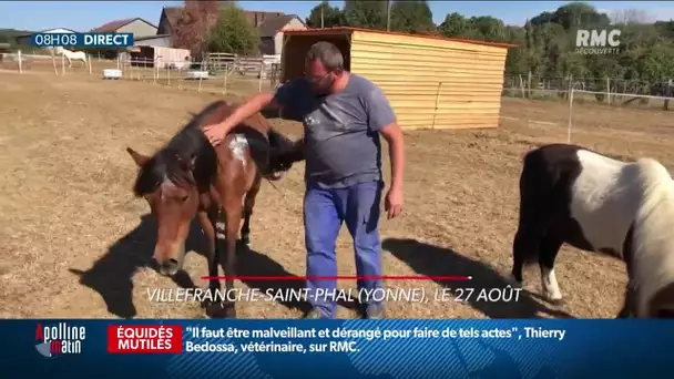 Chevaux mutilés: la gendarmerie mobilisée après l'intrusion de 2 hommes dans un pré en Côte-d’Or