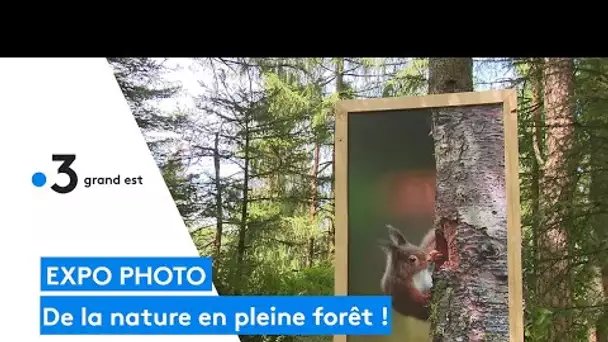 Une expo de photos de nature en pleine forêt