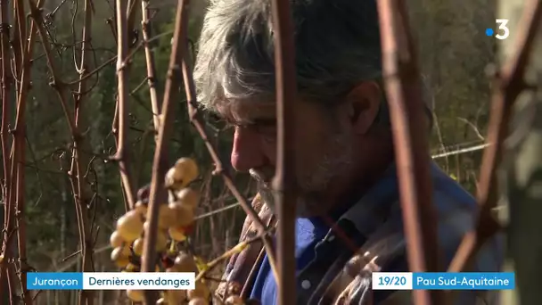 Dernières vendanges dans le Jurançon