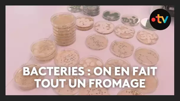 Les secrets des bactéries qui font nos fromages dévoilés à Aurillac