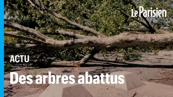 Paris : 76 platanes coupés à Paris porte de Montreuil, les riverains en colère