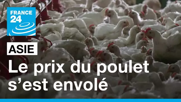 Le prix du poulet s’est envolé en Asie • FRANCE 24