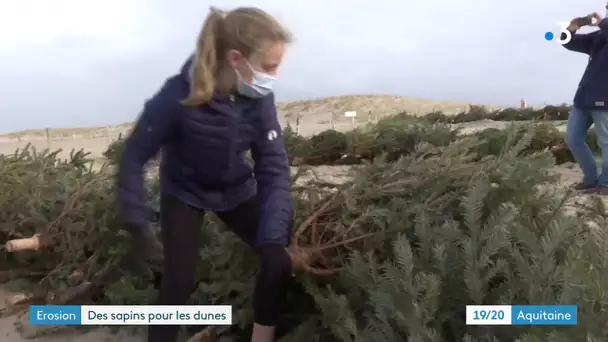 Bassin d'Arcachon : opération de recyclage des sapins de Noël