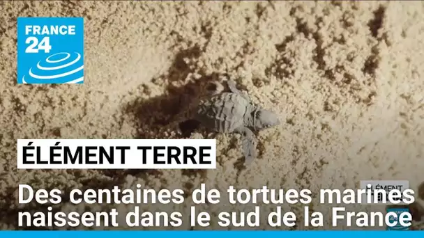 Des centaines de bébés tortues marines naissent dans le sud de la France • FRANCE 24