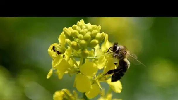 Journée mondiale de la biodiversité : au Kenya, des solutions naturelles contre les criquets