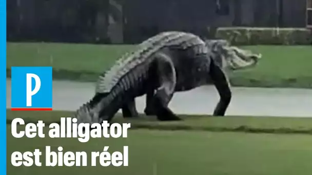 Alligator géant filmé en Floride : «Ce n’est ni un fake, ni un phénomène exceptionnel»