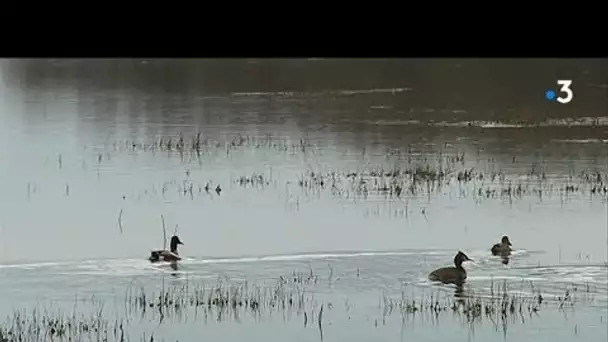 Découvrez les oiseaux nicheurs du lac du Der