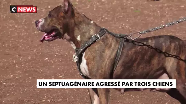 Istres : un septuagénaire agressé par trois chiens