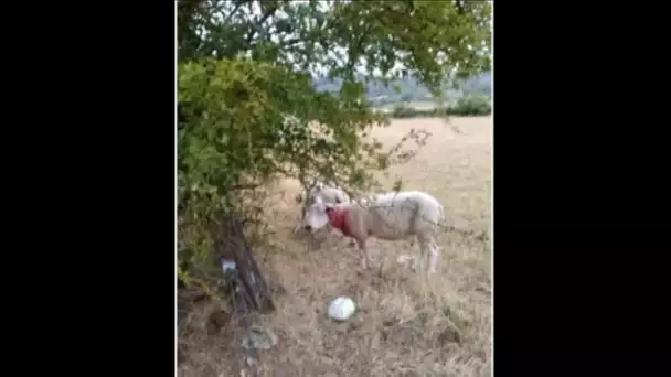 Yonne : cinq brebis attaquées à Givry, le loup de nouveau accusé