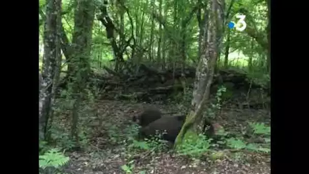 Loir-et-Cher : des sangliers s'invitent sur les routes, une automobiliste film 🐗