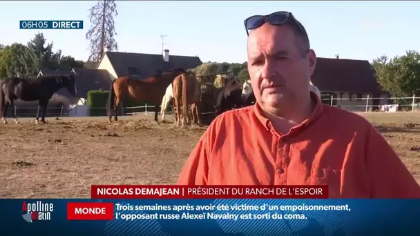 Chevaux mutilés: un homme interpellé et placé en garde à vue