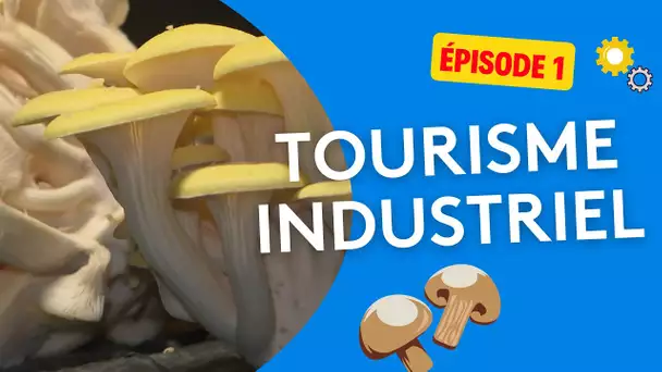 Tourisme industriel : cave champignonnière des Roches à Bourré - épisode 1/4