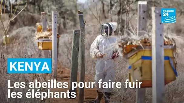 Kenya : les abeilles comme solution au conflit entre éléphants et êtres humains • FRANCE 24