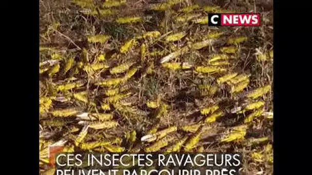 Une incroyable invasion de criquets au kenya