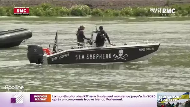 Beluga repéré dans la Seine : "ses jours sont comptés"