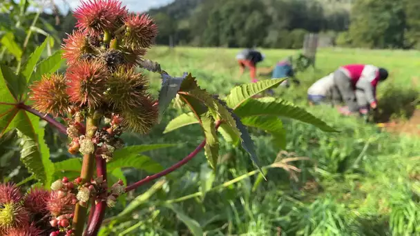 Page environnement "Pour ma planète" : les Tisserands de Saint-Moreil en Creuse