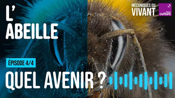 Quel avenir pour les abeilles ? (4/4) | Mécaniques du vivant, saison 4 : l'abeille