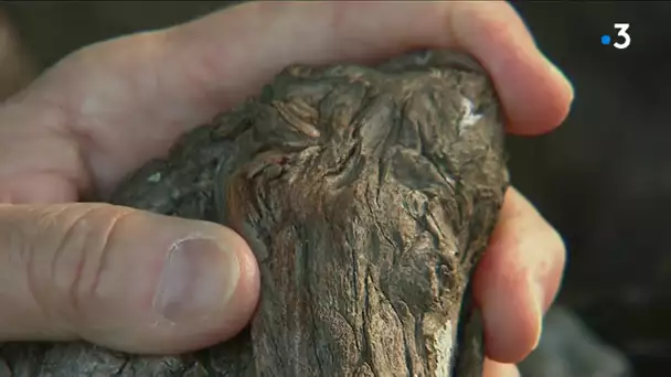 Des arbres remarquables en Aquitaine