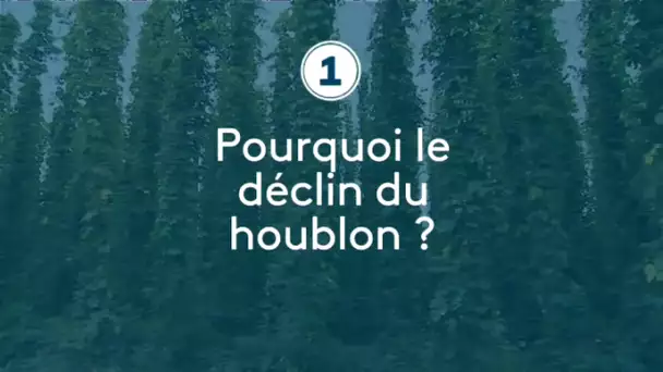 Après des décennies de crise, l’embellie est-elle durable pour le houblon nordiste ?