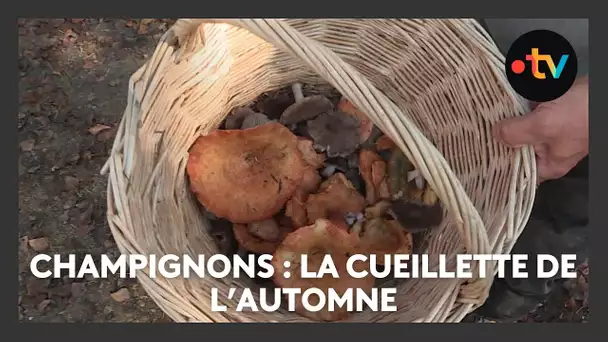 Champignons : la cueillette d'automne près de Digne-les-Bains