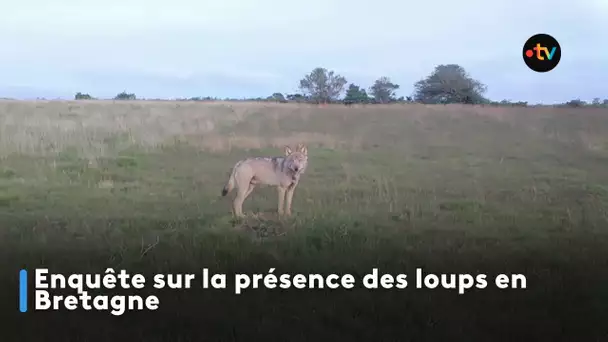 Enquête sur la présence du loup en Bretagne