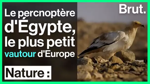 Le percnoptère d'Égypte, plus petit vautour d'Europe