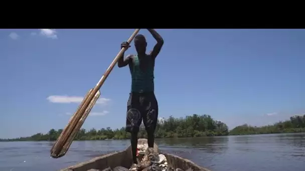 RD Congo : le parc marin des mangroves, une zone humide d'importance internationale à préserver