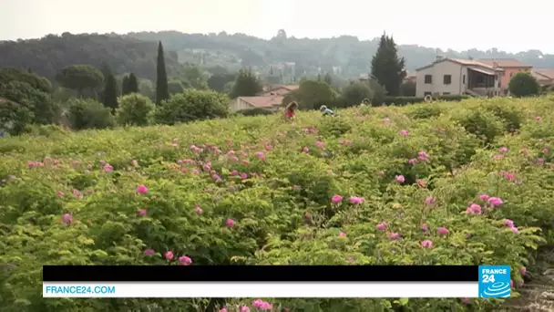 Grasse, la ville aux mille parfums