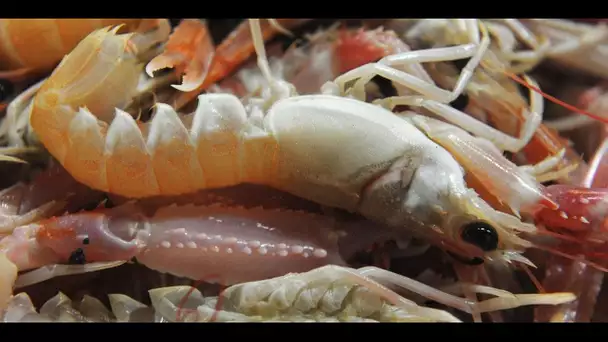 La recette du "wurtz", la bisque de langoustine d'Hervé This