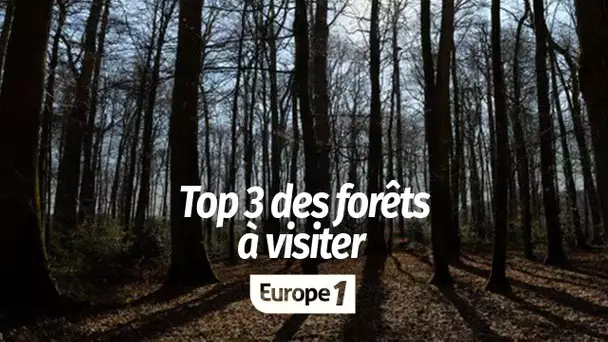 Top 3 des forêts à visiter