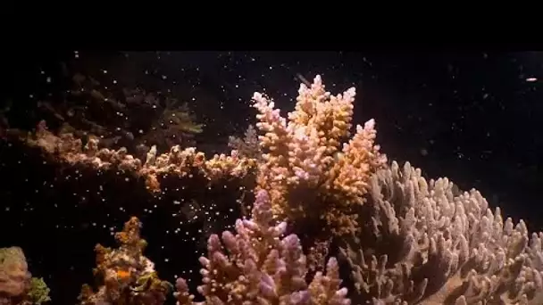 Australie : la Grande Barrière de Corail en pleine reproduction, un événement qualifié d'i…