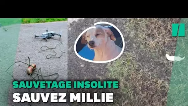 En Angleterre, cette chienne a été sauvée grâce à une saucisse suspendue à un drone