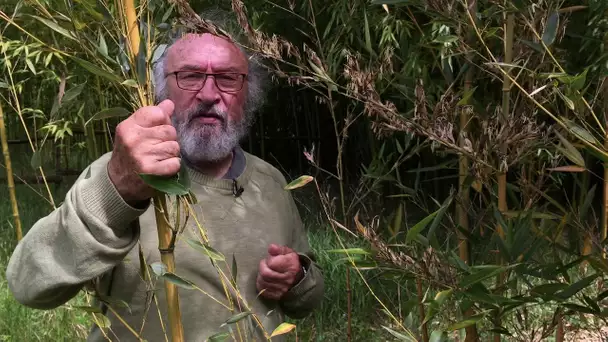 La floraison des bambous, un phénomène étonnant !