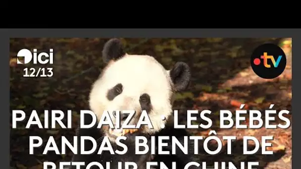 Pairi Daiza : les bébés pandas bientôt de retour en Chine