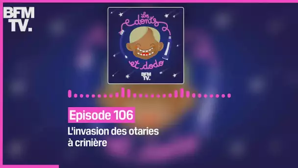 Episode 106 : L'invasion des otaries à crinière - Les dents et dodo