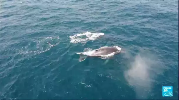 Les baleines à bosse quittent l’Antarctique pour rejoindre le Gabon • FRANCE 24