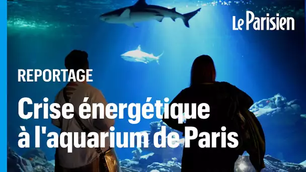 «Les poissons ne vont pas arrêter de respirer» : les factures d’électricité salées de l’aquarium