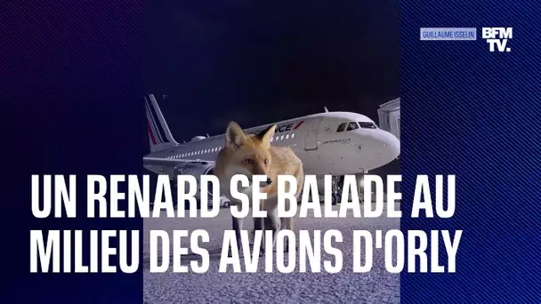 Une rencontre exceptionnelle entre un renard et un mécanicien sur le tarmac d'Orly