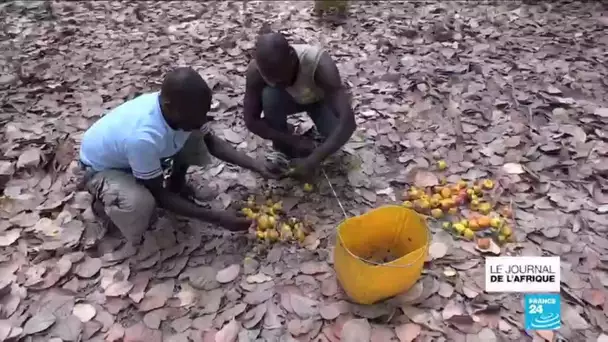 Côte d'Ivoire : la noix de cajou victime du Covid-19