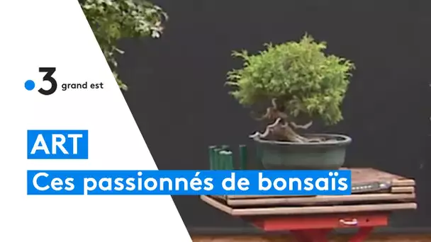 Pour ces Alsaciens, la culture du bonsaï est tout un art