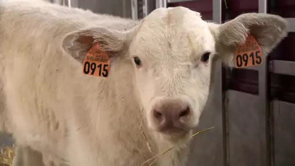 12 vaches charolaises de Saône-et-Loire en route pour le Salon de l'agriculture