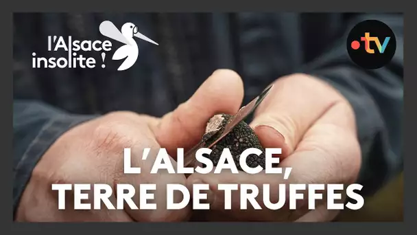 Insolite : à la recherche de la mythique truffe d'Alsace