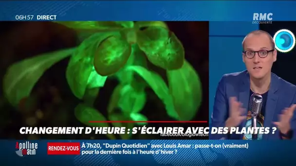 Changement d'heure: on peut s'éclairer avec des plantes