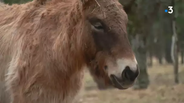 Au coeur de la réserve des Monts d'Azur : biches et cerfs en semi-liberté